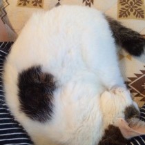 トップのねこ画像26